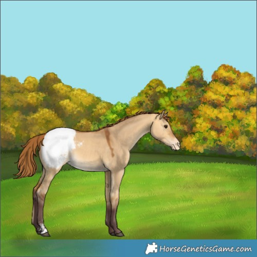 Horse Color:Chocolate Buckskin Dun Sabino Appaloosa 