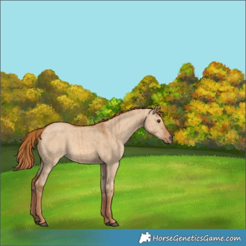 Horse Color:Red Dun Brindle 
