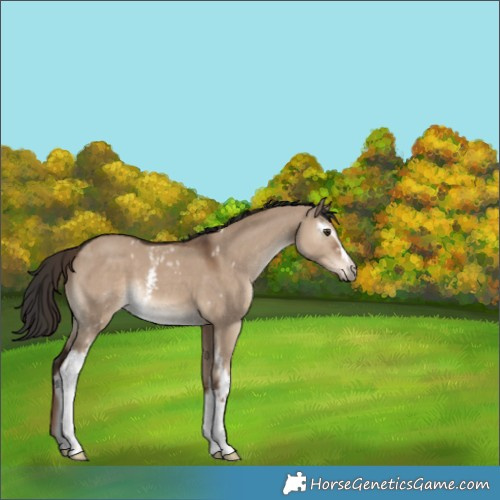 Horse Color:White Spotted Liver Red Dun 