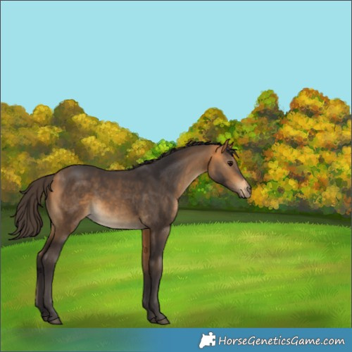 Horse Color:Buckskin 