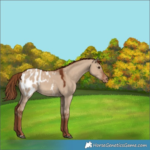 Horse Color:Red Dun Appaloosa 