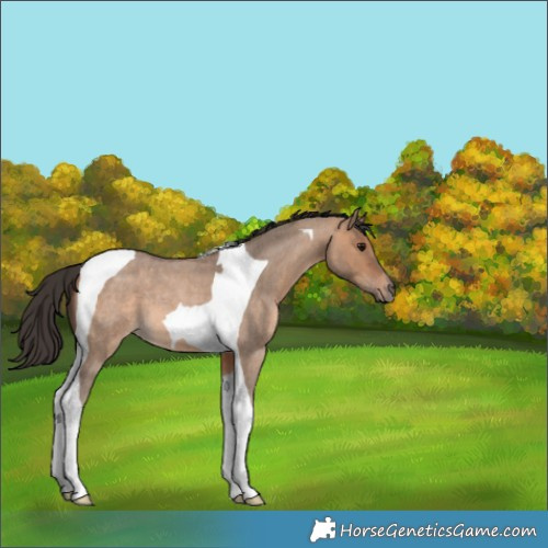 Horse Color:Bay Roan Dun Tobiano 