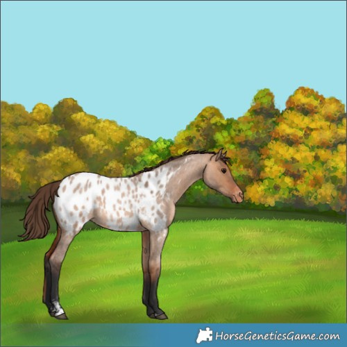 Horse Color:Bay Roan Dun Sabino Appaloosa 