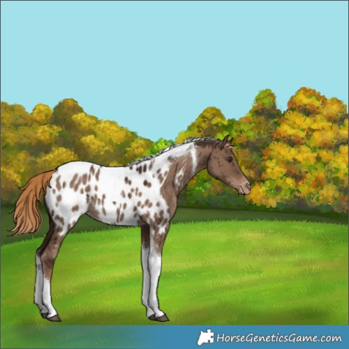 Horse Color:Liver Red Dun Tobiano Appaloosa Brindle 