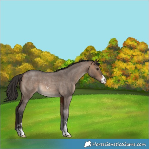 Horse Color:Bay Roan Dun Sabino 