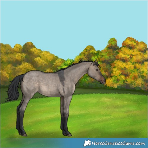 Horse Color:Brown Roan Dun 