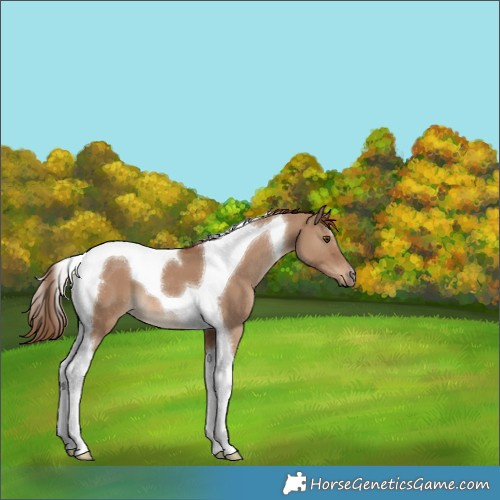 Horse Color:Red Dun Tobiano 