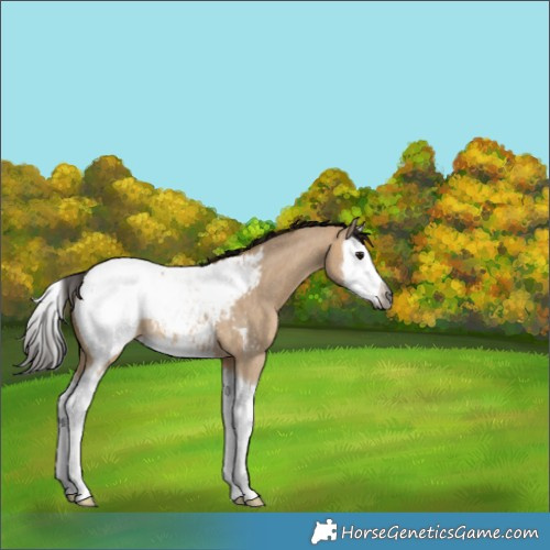 Horse Color:Gray Bay Roan Dun Splash Appaloosa 