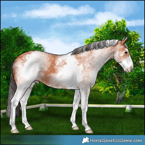 Horse Color:White Spotted Bay 