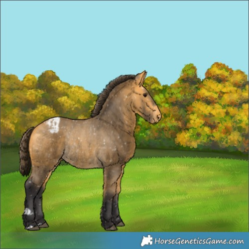 Horse Color:Buckskin Appaloosa Rabicano 