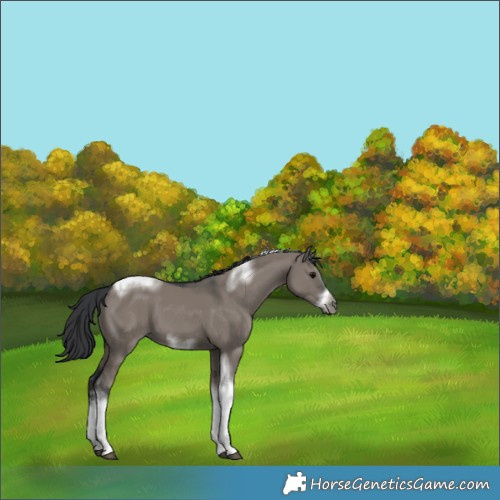 Horse Color:Grullo Sabino Tobiano Frame 