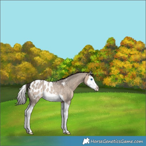 Horse Color:Brown Roan Dun Splash Appaloosa Rabicano 
