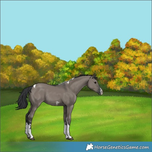 Horse Color:Grullo Sabino Tobiano Rabicano 