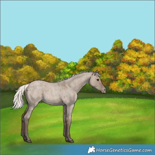 Horse Color:Silver Grullo Roan Appaloosa 