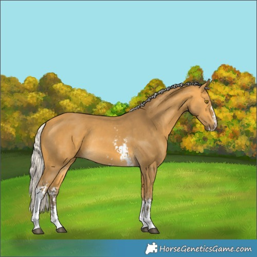 Horse Color:Silver Buckskin Sabino Rabicano 