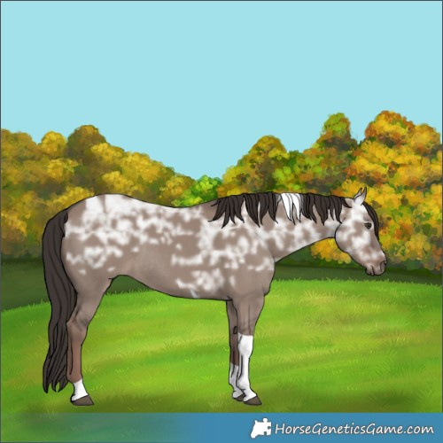 Horse Color:Liver Red Dun Ice Tobiano Rabicano 