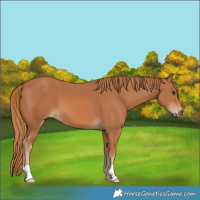 Horse Color:Chestnut 