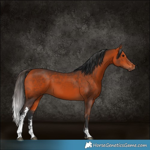 Horse Color:Bay Sabino Rabicano 