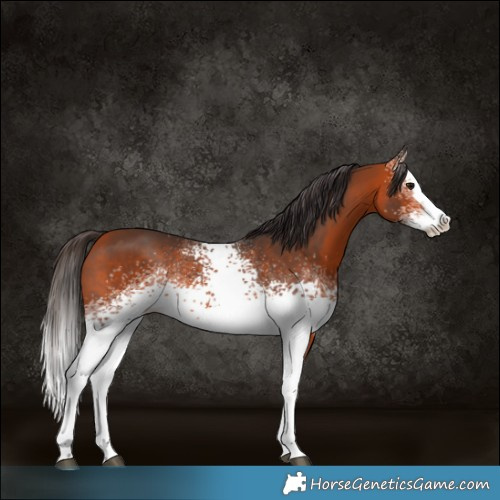 Horse Color:White Spotted Bay Sabino Splash Rabicano 