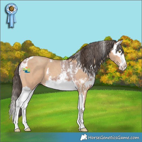 Horse Color:Amber Champagne Sabino  and Bay Sabino Splash Appaloosa 