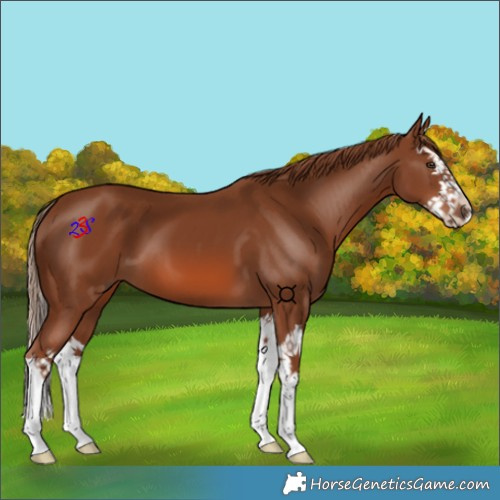 Horse Color:Chestnut Splash 