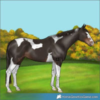 Horse Color:Liver Chestnut Tobiano 