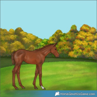 Horse Color:Chestnut 