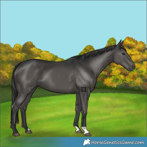 Horse Color:Black 