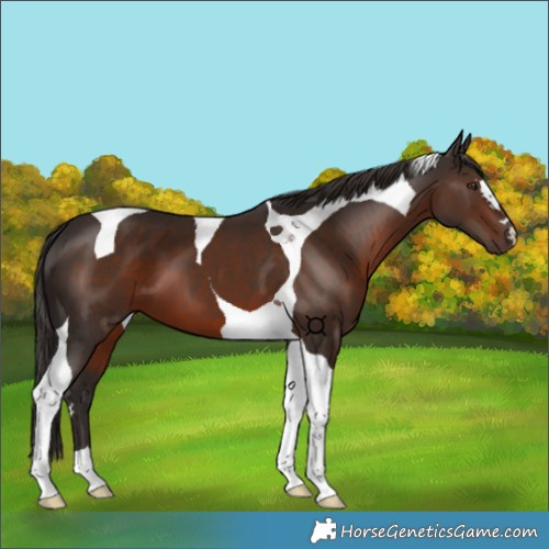 Horse Color:Liver Chestnut Tobiano 