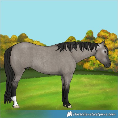 Horse Color:Gray Smoky Grullo Roan 