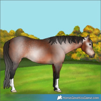 Horse Color:Gray Bay 
