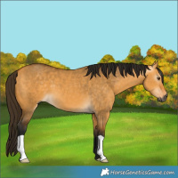 Horse Color:Gray Buckskin Dun 