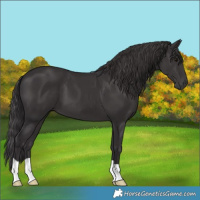 Horse Color:Smoky Black 