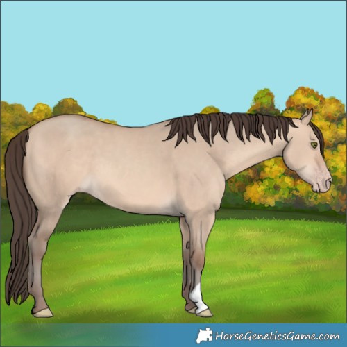 Horse Color:Amber Champagne Dun 