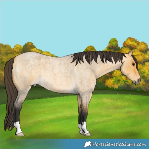 Horse Color:Buckskin Roan Dun 