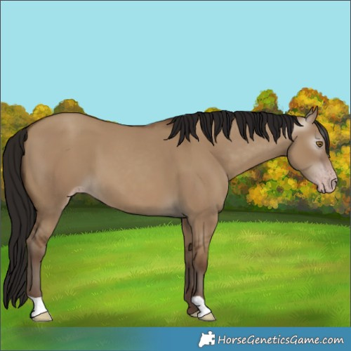 Horse Color:Gray Classic Champagne Dun 