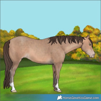 Horse Color:Amber Champagne 