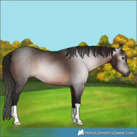 Horse Color:Gray Brown 