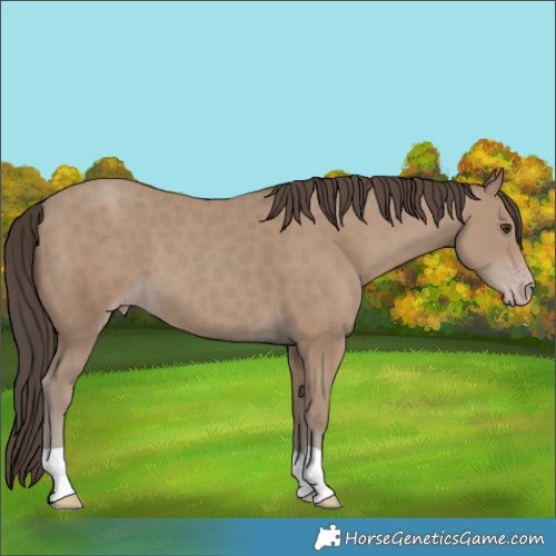 Horse Color:Classic Champagne 