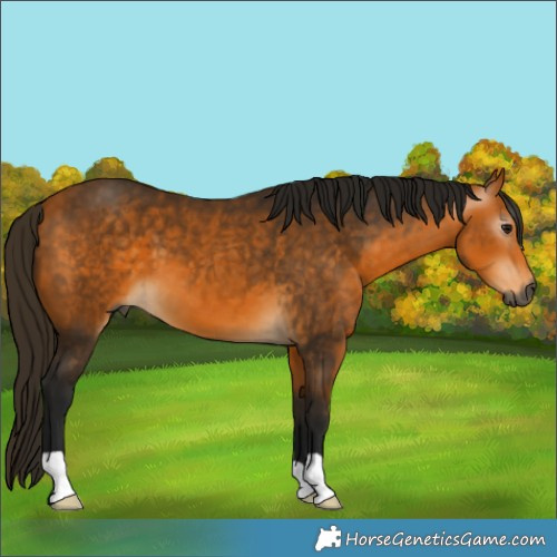 Horse Color:Gray Buckskin 
