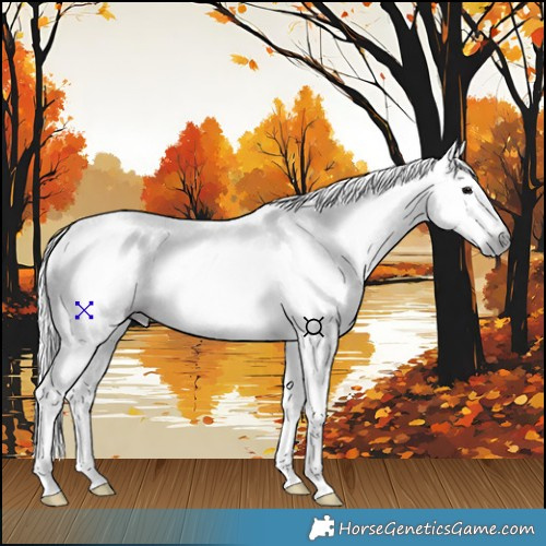 Horse Color:Gray Black Splash 