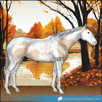 Horse Color:Red Dun Splash Tobiano