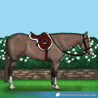 Horse Color:Liver Red Dun Rabicano 
