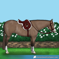 Horse Color:Liver Red Dun Rabicano 