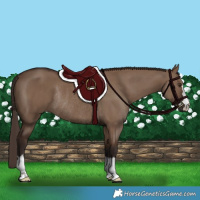 Horse Color:Liver Red Dun Rabicano 