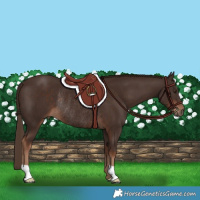 Horse Color:Liver Chestnut Rabicano