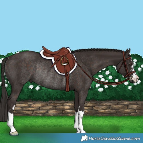 Horse Color:Liver Chestnut Rabicano 