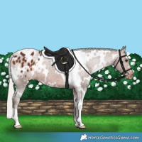 Horse Color:White Spotted Silver Brown Appaloosa