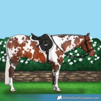 Horse Color:White Spotted Silver Brown Appaloosa 