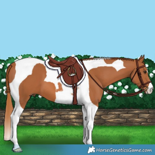 Horse Color:Chestnut Tobiano 
